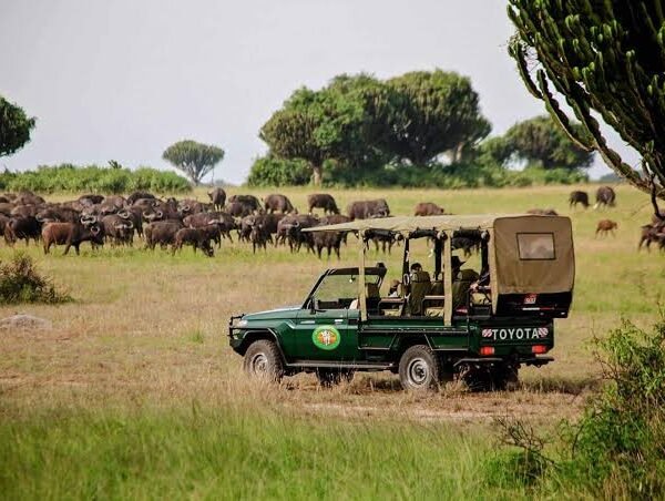 Safaris in Uganda