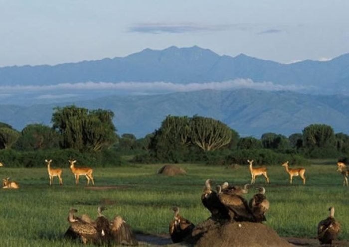 Queen Elizabeth National Park Wildlife