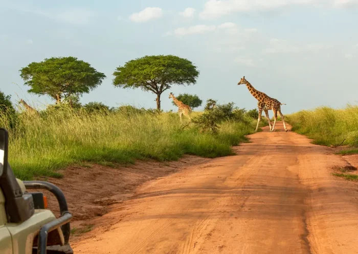 Ugandasafari 20